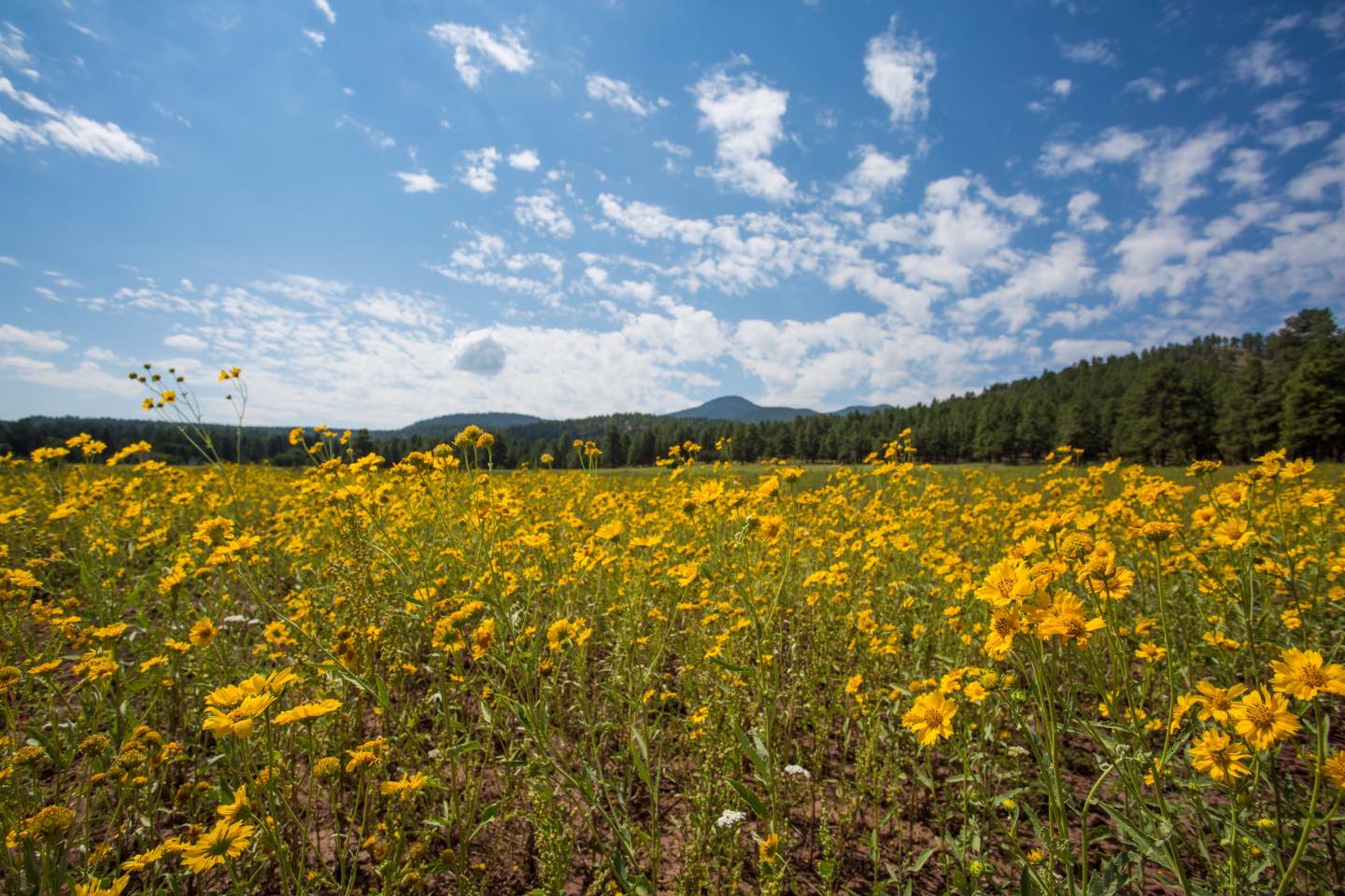 Arizona banner image