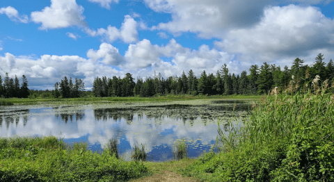 With Pristine Beaches And Lush Forests, This Underrated Michigan State Park Is A Must-Visit