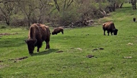 Not Many Know About This Incredible Animal Sanctuary Right Here In Iowa