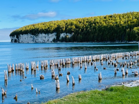 At Over 1,400 Years Old, Some Of The Oldest Trees In The World Are Found In Michigan