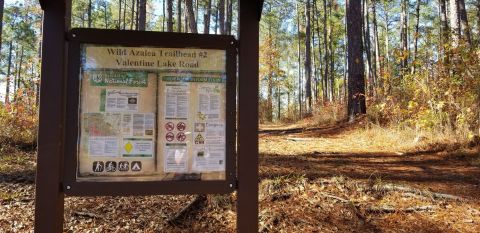 Hike Through Louisiana's Longest Forest Trail, The Wild Azalea Trail, For An Adventure Like No Other