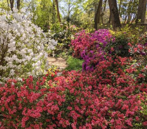 Few People Know About This Mississippi Garden With Azalea and Camellia Trails