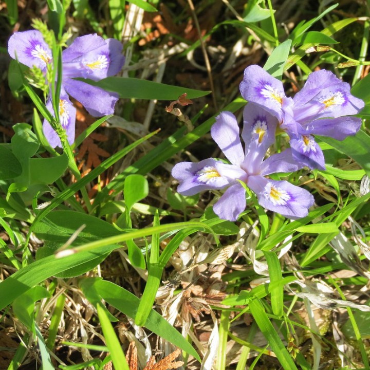 Dwarf Lake Iris Mackinaw City Michigan