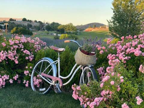 Few People Know About This Washington Valley Covered In Lavender