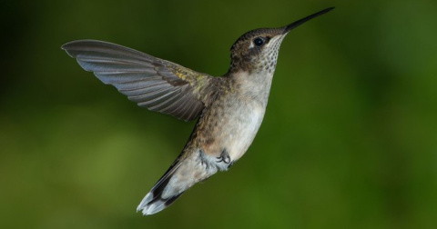 Keep Your Eyes Peeled, Thousands Of Hummingbirds Are Headed Right For Vermont During Their Migration This Spring