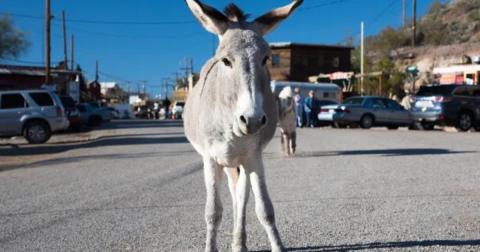 10 Quirky Facts About Arizona That Sound Made Up, But Are 100% Accurate