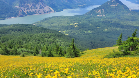 This Marvelous 6.5-Mile Trail In Washington Leads Adventurers To A Spectacular Overlook