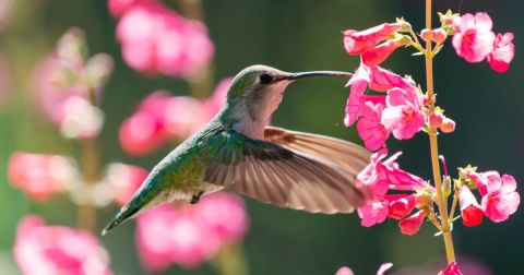 Keep Your Eyes Peeled, Thousands Of Hummingbirds Are Headed Right For Florida During Their Migration This Spring