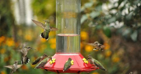 Keep Your Eyes Peeled, Thousands Of Hummingbirds Are Headed Right For Indiana During Their Migration This Spring