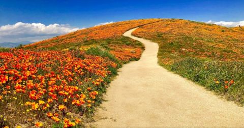 Southern California's Annual Poppy Festival Belongs On Your Springtime Bucket List