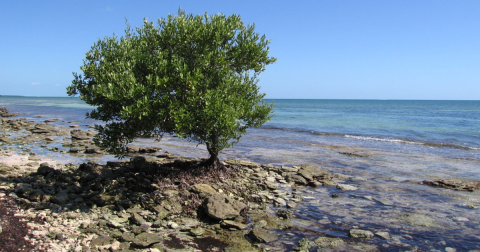 The History Of This Abandoned Florida Beach Is Bizarre But True