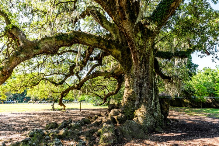 Old southern live oak in New Orleans Audubon park on sunny spring day with hanging spanish moss in Garden District and closeup of thick Tree of Life trunk