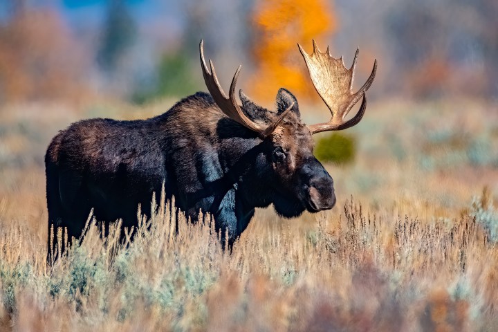 Moose in Grand Teton National Park