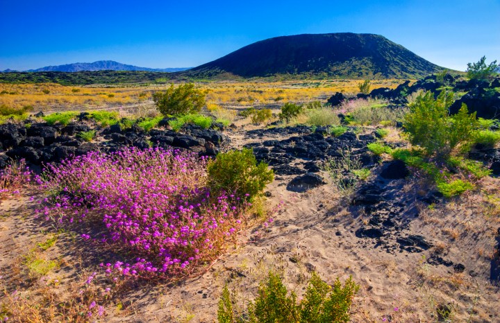 Wildflowers, Pink Sand Verbena