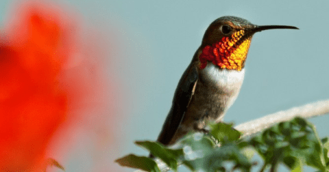 Keep Your Eyes Peeled, Thousands Of Hummingbirds Are Headed Right For Connecticut During Their Migration This Spring