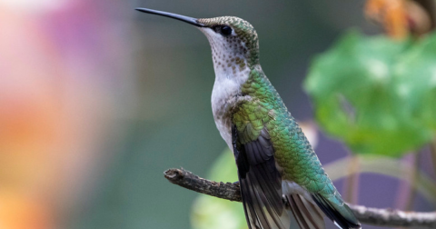 Keep Your Eyes Peeled, Thousands Of Hummingbirds Are Headed Right For Georgia During Their Migration This Spring