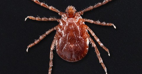 Be On The Lookout, A New Type Of Tick Has Been Spotted In West Virginia