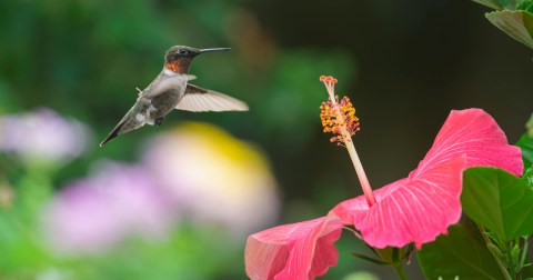 Keep Your Eyes Peeled, Thousands Of Hummingbirds Are Headed Right For North Carolina During Their Migration This Spring