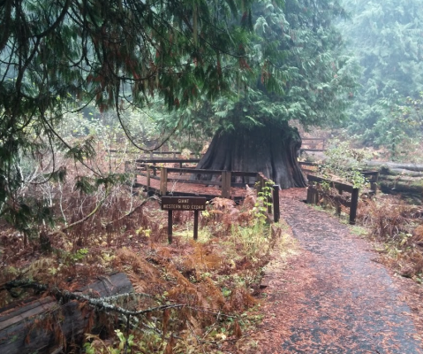 Few People Know About This Ancient And Massive Cedar Tree Hidden In An Idaho Forest