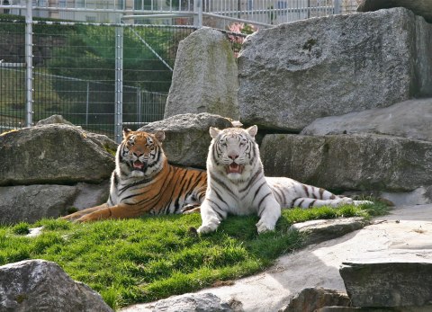 Most People Don’t Know About This Underrated Zoo Hiding In Washington