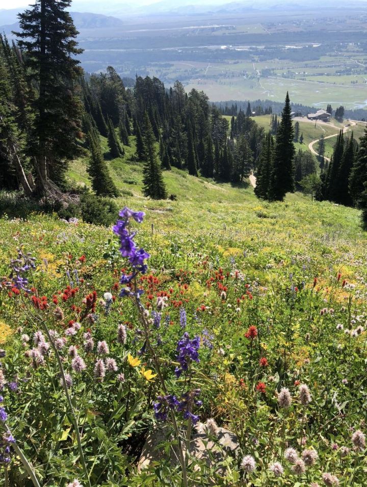 wildflower hikes in Wyoming