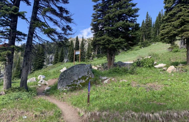 wildflower hikes in Wyoming