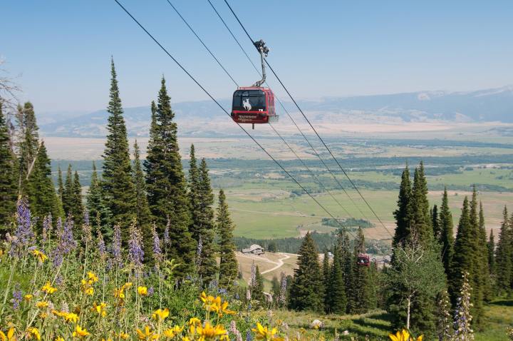 wildflower hikes in Wyoming