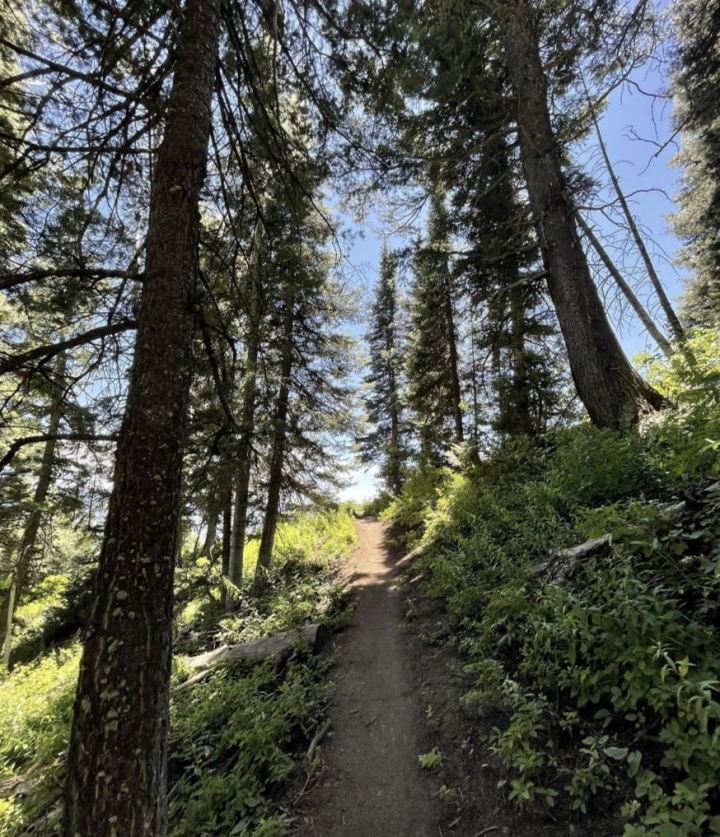 wildflower hikes in Wyoming