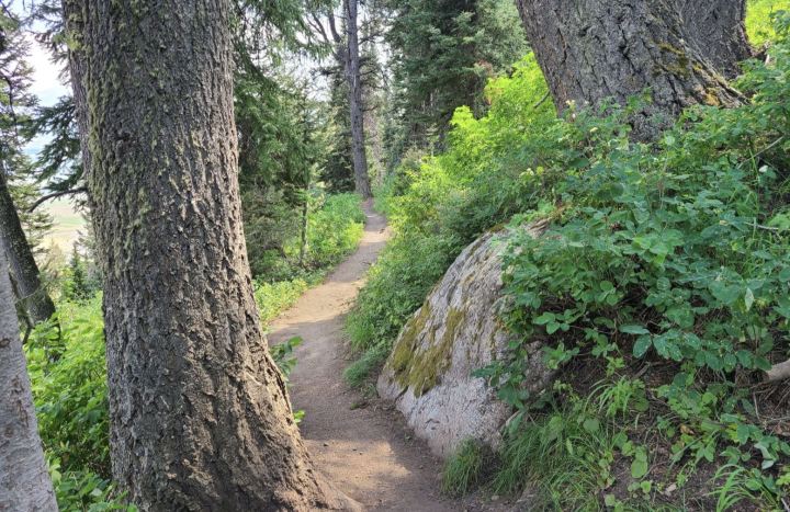 wildflower hikes in Wyoming