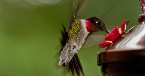 Keep Your Eyes Peeled, Thousands Of Hummingbirds Are Headed Right For Maryland During Their Migration This Spring