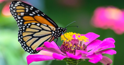 Millions Of Monarch Butterflies Are Headed Straight For Massachusetts This Spring