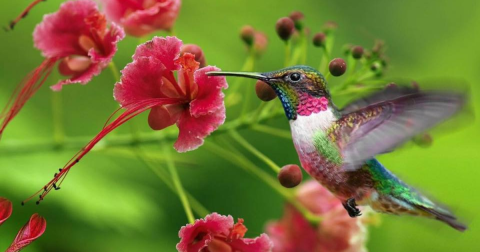 Keep Your Eyes Peeled, Thousands Of Hummingbirds Are Headed Right For New Orleans During Their Migration This Spring