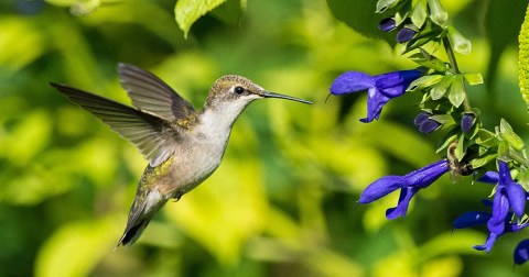 Keep Your Eyes Peeled, Thousands Of Hummingbirds Are Headed Right For Texas During Their Migration This Spring