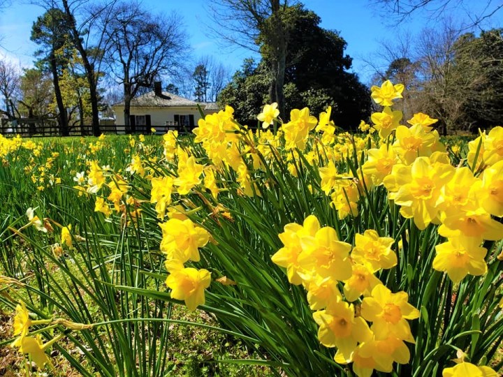 jonquil festival in Washington Arkansas