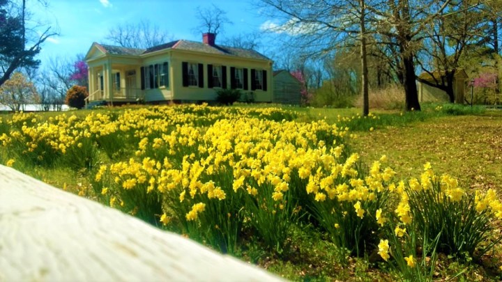 jonquil festival in Washington Arkansas