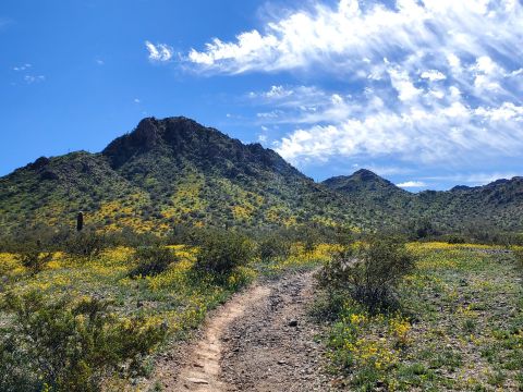 The One Poppy Field In Arizona That Looks Like A Scene From The Wizard Of Oz In The Spring