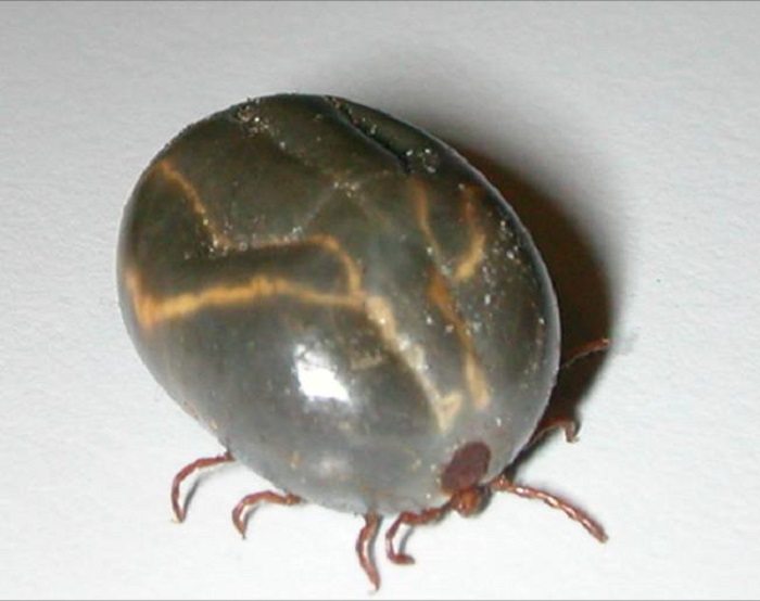 Engorged Female Asian Longhorned Tick in South Carolina