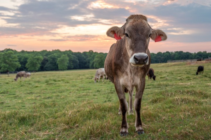 Asian longhorned tick in South Carolina