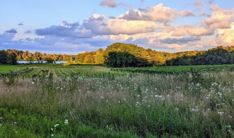 The Frozen Wine Slushies From This Vineyard South Of Cleveland Are A Delicious Treat