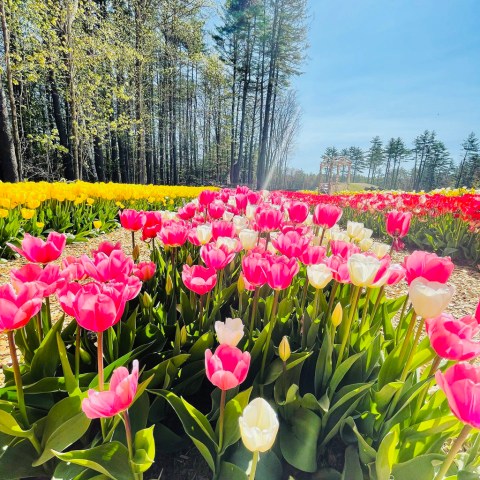 A Trip To New Hampshire's Neverending Tulip Field Will Make Your Spring Complete