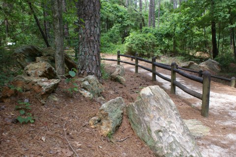 Hike Through Mississippi’s Petrified Forest For An Adventure Like No Other