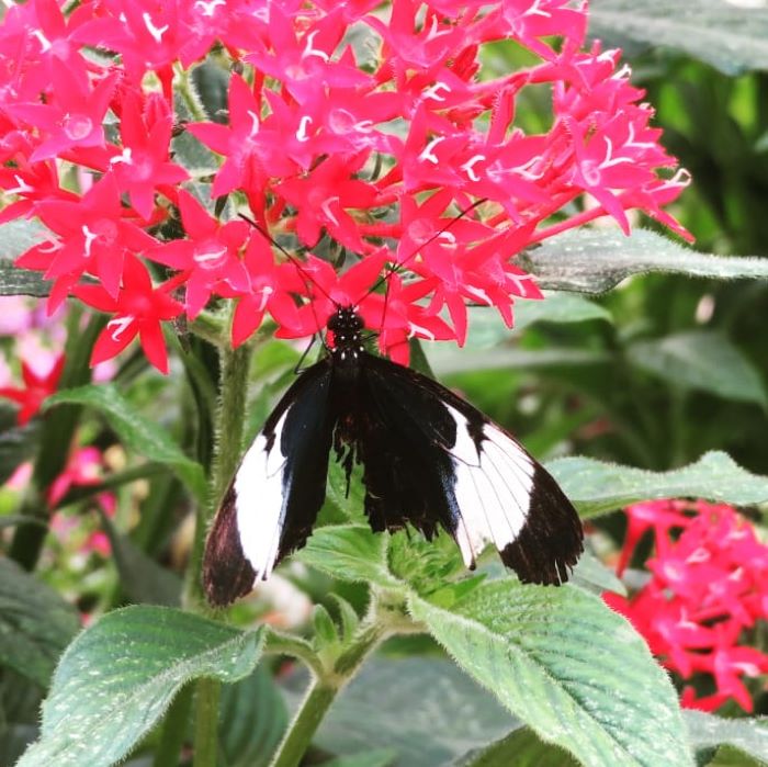 Butterfly House Mackinac Island Michigan