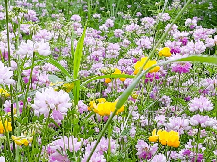 wildflowers in Wisconsin