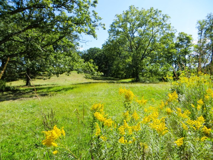 wildflowers in Illinois