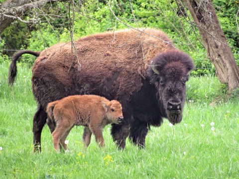 There's Nothing More Adorable Than The Baby Bison At Big Bone Lick State Historic Site