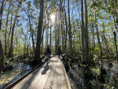 There Are More Alligators Than There Are Miles Along This Beautiful Hiking Trail In Louisiana