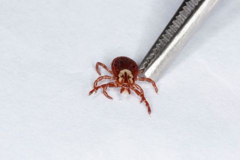 A Tickborne Illness That Can Be More Severe Than Lyme Disease Is On The Rise In Maine