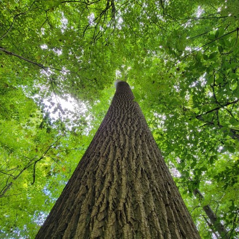 There’s No Other Natural Landmark In Indiana Quite Like This 150+ Year Old Forest