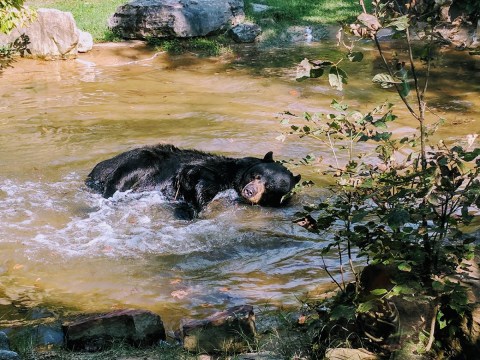 Come Face To Face With The Animal Kingdom's Wildest Animals At This Little-Known Wildlife Center In Kentucky