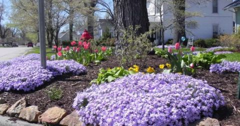 Enjoy The Most Colorful Spring Festival In Missouri At The Dogwood-Azalea Festival